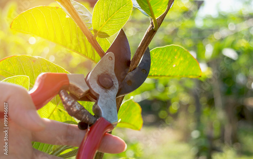 Cuadros en Lienzo pruning trees with pruning shears in the garden on nature background