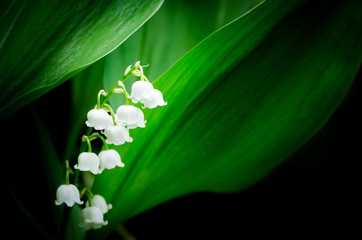 Convallaria majalis lily of the valley in the garden with shadow