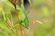 Grünes Heupferd -weiblich -Tettigonia viridissima
