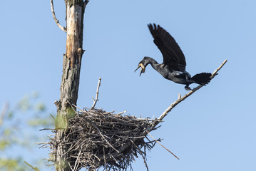 a big cormorant landed on the nest