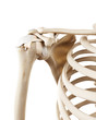 medically accurate illustration of the human skeletal shoulder