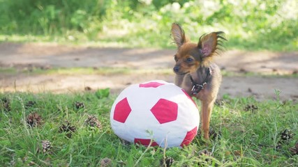 Wall Mural - Dog makes funny sex with a toy. A toy is a soccer ball. Legs hang hilariously. Humping dog. Humpy toy terrier.