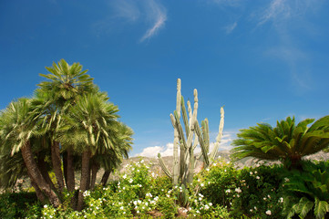 Poster - Mediterranean garden palm trees cactus plant Landscape