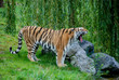 jawning tiger animal