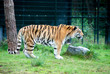 Tiger Cat animal