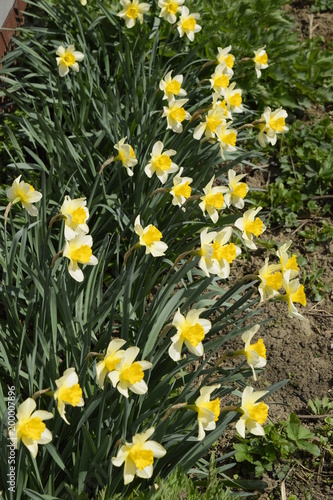 Spring Flowering Bulb Plants In The Flowerbed Flowers Daffodil Yellow Stock Photo Adobe Stock