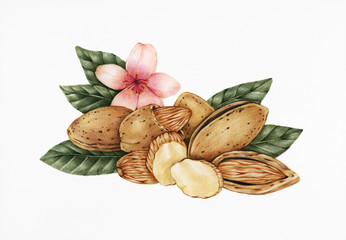 Canvas Print - Hand drawn sketch of almonds