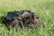 Alligator snapping turtle on the grasses