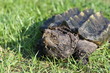 Alligator snapping turtle on the grasses