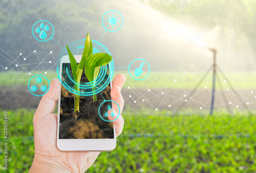 Growing young maize seedling in a mobile smartphone on hand with modern ...
