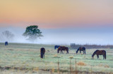 Fototapeta Konie - HORSES grazing in a field 