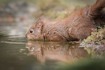 Poster - Close up low level of a red squirrel cautiously entering a pond with a reflection in the water a pond