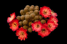 A Gorgeous Red Blooming Cactus On A Black Background. A Beautiful Plant From South America With Wide Open Orange Flowers. Summer Picture Of Attractive Exotic Plant