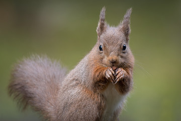 Poster - A close up portrait of a red squirrel sitting looking directly forward with paws to mouth eating and showing ear tufts of fur