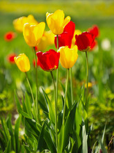 Yellow And Red Tulips.