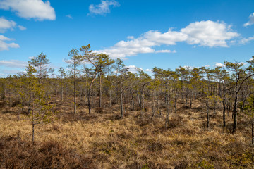 Poster - Landscape of swamp.