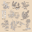 Medical and cosmetics plants. Hand drawn Shea nuts, Jojoba, Tea tree, Cane sugar, Juniper, Olibanum, Cannabis, Rhodiola rosea, Eucalyptus. Vector illustration.