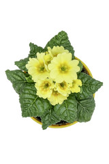 Primrose yellow over green leaves (Primula vulgaris Mini ) isolated on white