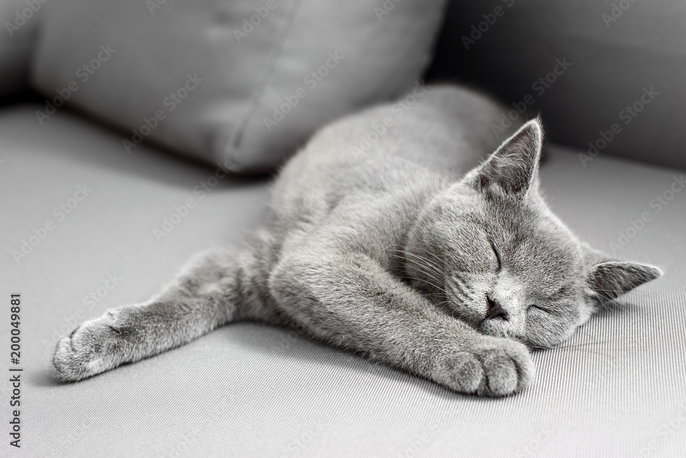 British Shorthair gray cat lying on grey background, with copy-space - obrazy, fototapety, plakaty 