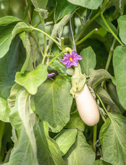 Sticker - Blossom and fruit of an eggplant