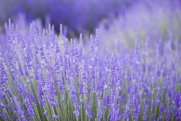 Wall Mural - Lavender bushes closeup on evening light. Purple flowers of lavender. Provence region of france.