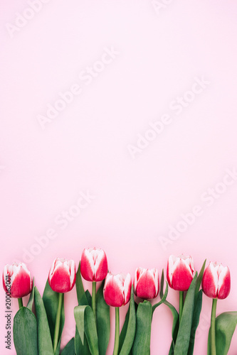 Row of pink tulips on pink background. Conceptual greeting card, top view.