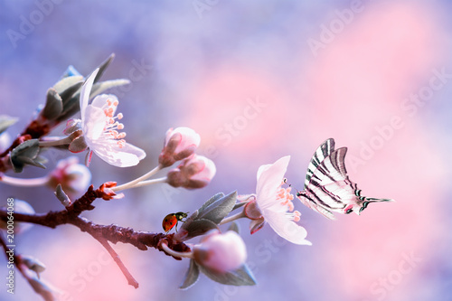 Beautiful Sakura Flower Cherry Blossom With Ladybug And Butterfly
