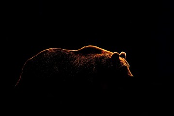 Wall Mural - bear body contour isolated on black background. side view of brown bear.