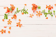 Orange Flowers On White Wooden Background