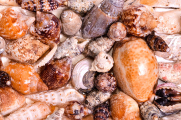 Poster - Background of sea shells