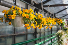 Yellow Petunias Flowers Hanging In A Pot In The Greenhouse.