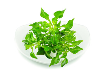 Wall Mural - watercress isolated in white plate on white background