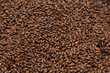 Close-up Dried Dark Black Barley Malt in a sack for brewing beer