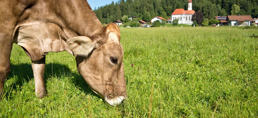Wall Mural - cow grazing in a green meadow, village in the background