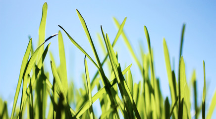 Bright green grass on blue sky background, close-up.