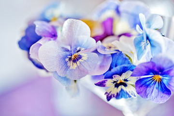 Photo of a beautiful purple pansy flowers close-up on a blue background. Beautiful and delicate flowers. 