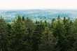 Aerial view of the forest - spruce trees from the top.