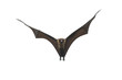 Bat flying isolated on white background (Lyle's flying fox)
