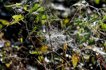 spider web covered by dew