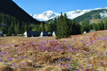 Canvas Print - Dolina Chochołowska Tatry