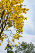 blooming Guayacan or Handroanthus chrysanthus tree