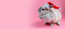 Fluffy Brown Bunny Wear Santa Claus Hat Sit On Clean Pink Background, Little Rabbit And Copy Space For Text