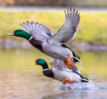 Two Ducks Are Waving The Wings And Are Just Flying Off The Lake..