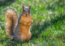 Download Fox Squirrel Full Frontal Free Stock Photo Public Domain Pictures PSD Mockup Templates