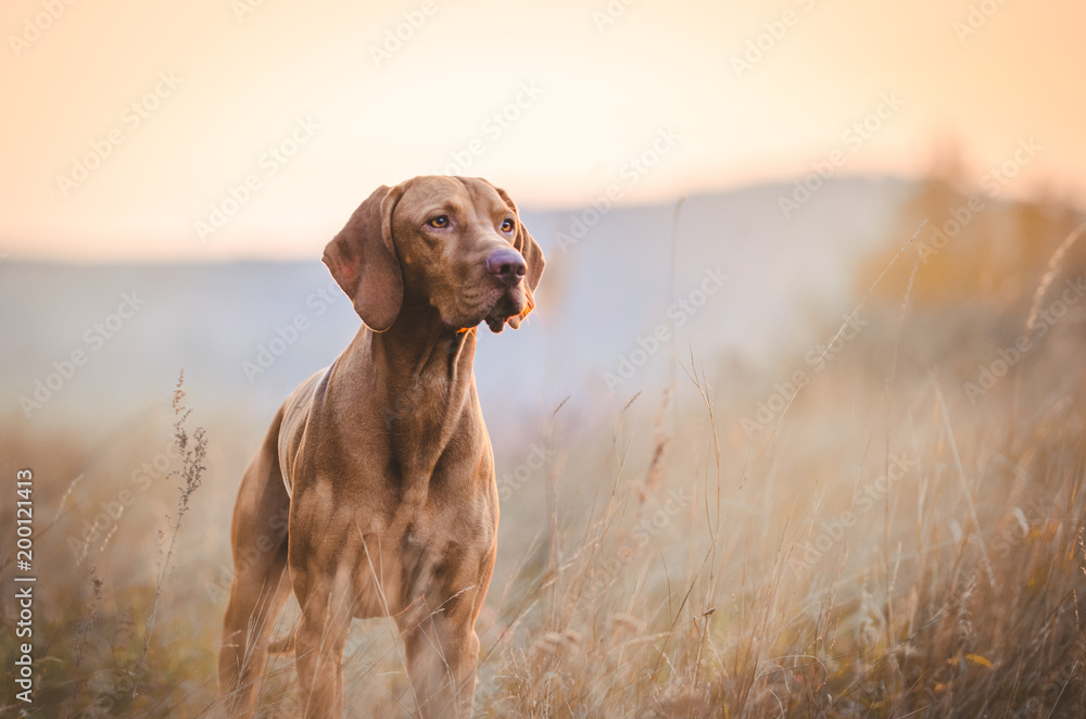 Hungarian hound pointer vizsla dog in autumn time in the field - obrazy, fototapety, plakaty 