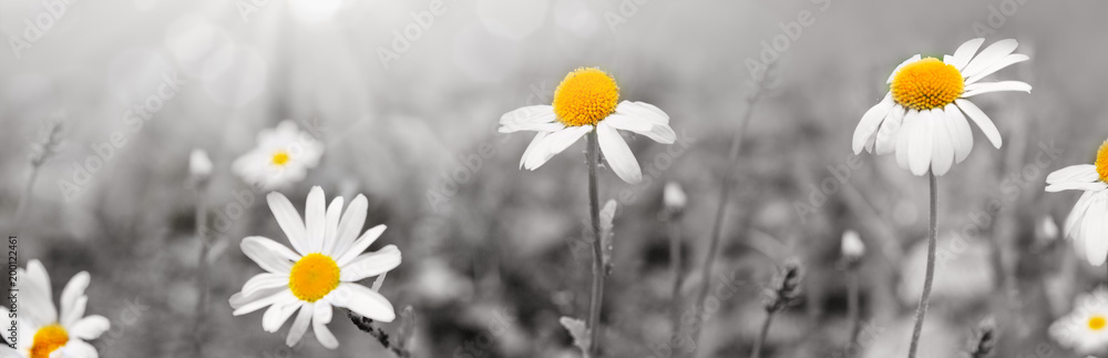 Daisy flowers in the sunny summer day. - obrazy, fototapety, plakaty 