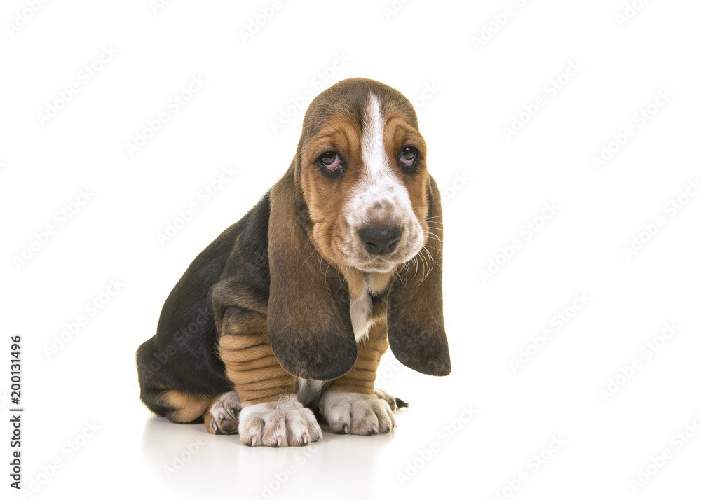 Cute sitting tricolor basset hound puppy looking sad or remorseful isolated on a white background - obrazy, fototapety, plakaty 