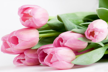  Group of pink tulips are lying on white background.