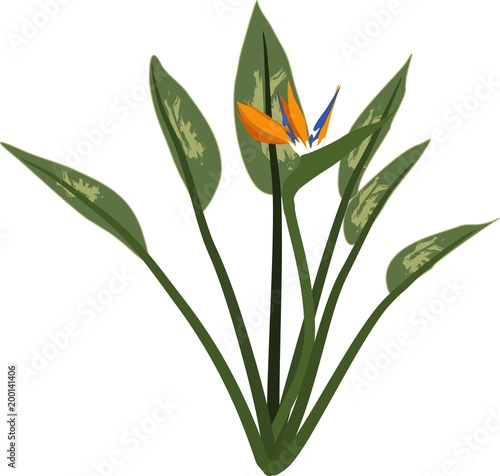 Piante In Fiore Di Strelitzia Reginae O Uccello Del Paradiso Buy This Stock Illustration And Explore Similar Illustrations At Adobe Stock Adobe Stock