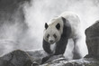 Cute panda Nature Fog